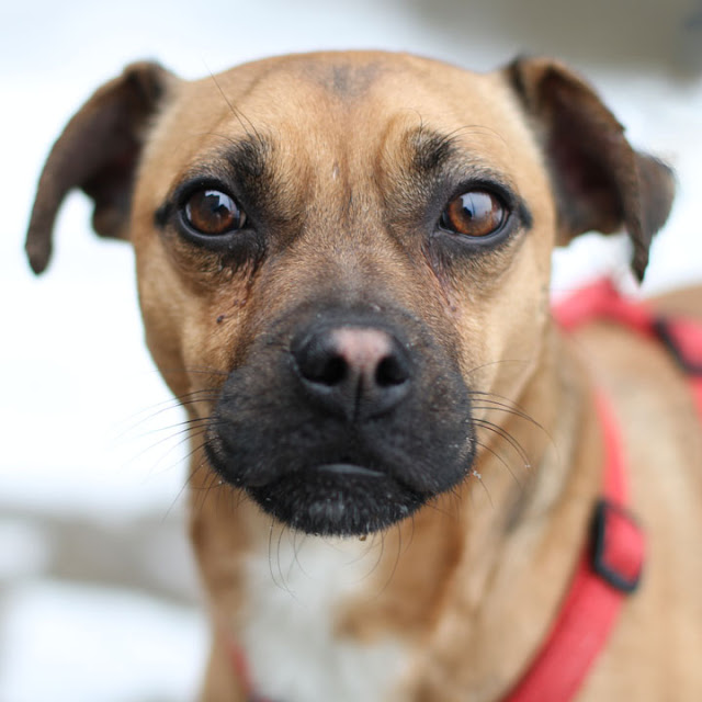 best pug mix pug pictures photograph zion pug mix best pug mix pug pictures photograph zion pug mix