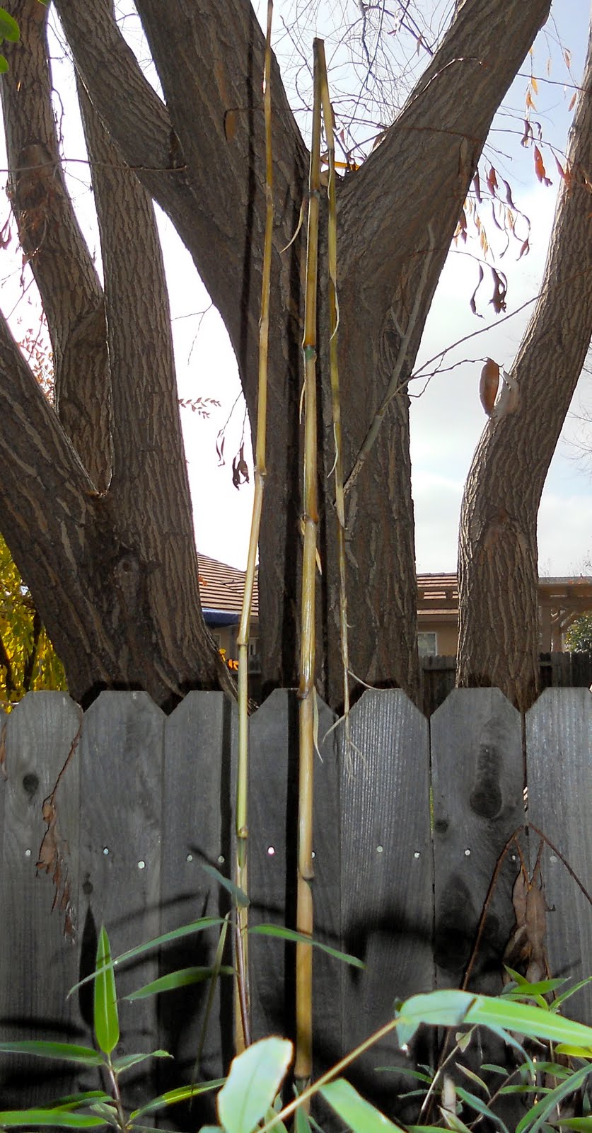 Bamboo Geek Oh frost, leave my bamboo alone (or 'How to hedge a bamboo