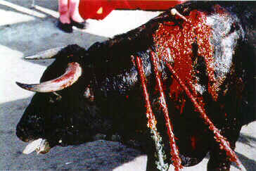 [Touro+com+farpas.jpg]