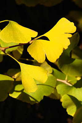 Feuille de ginkgo
