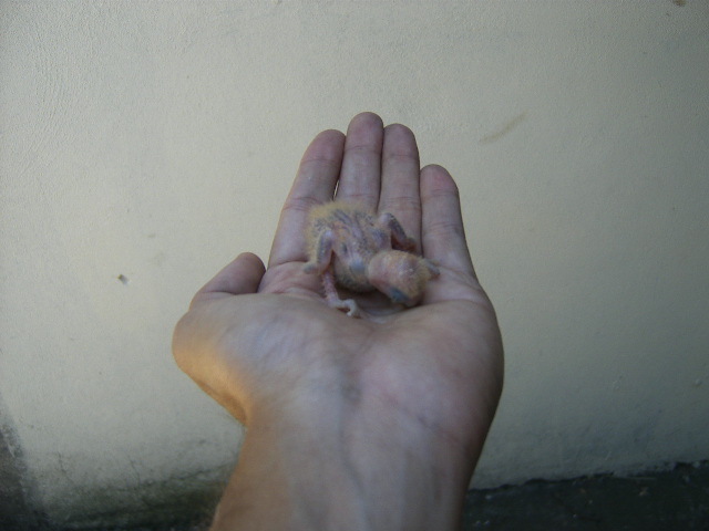 [DCAM4712.JPG]