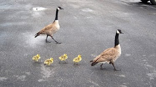 photo of two geese crossing a road with their gosslings