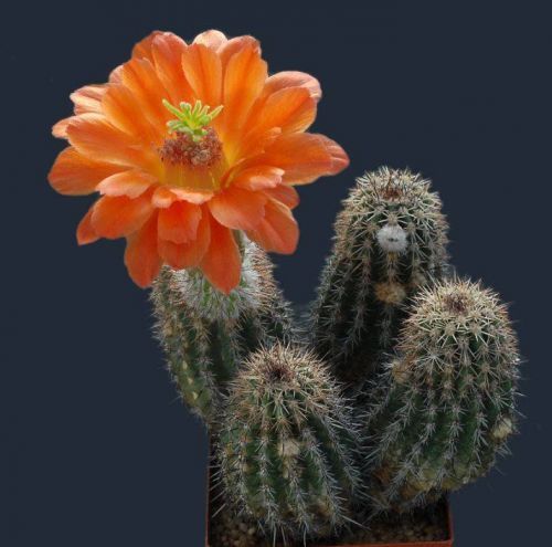 [cactus_flowers_beauty_Funzug.org_10.jpg]