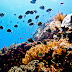 Top Scuba Diving Destinations