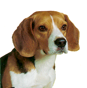 Beagle Dogs