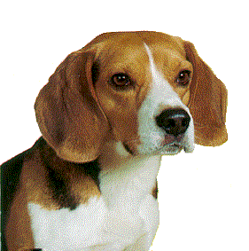 Beagle Dogs Beagle Dogs