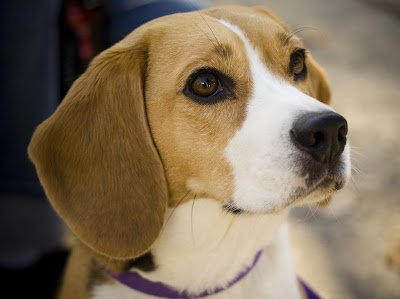 Beagle Dogs Beagle Dogs