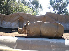 The BIG FAT Rhino at the San Diego Zoo