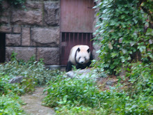 At the zoo - looking at the Pandas