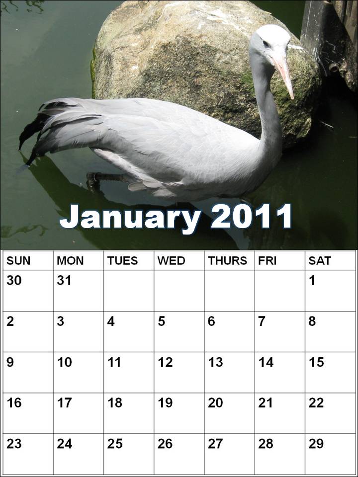 Blank Calendar 2011 January or January 2011 Calendar Printable With Holidays. Blank Calendar 2011 January or