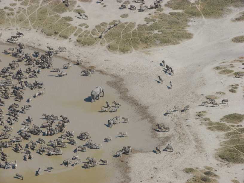 [elephant+sm.jpg]