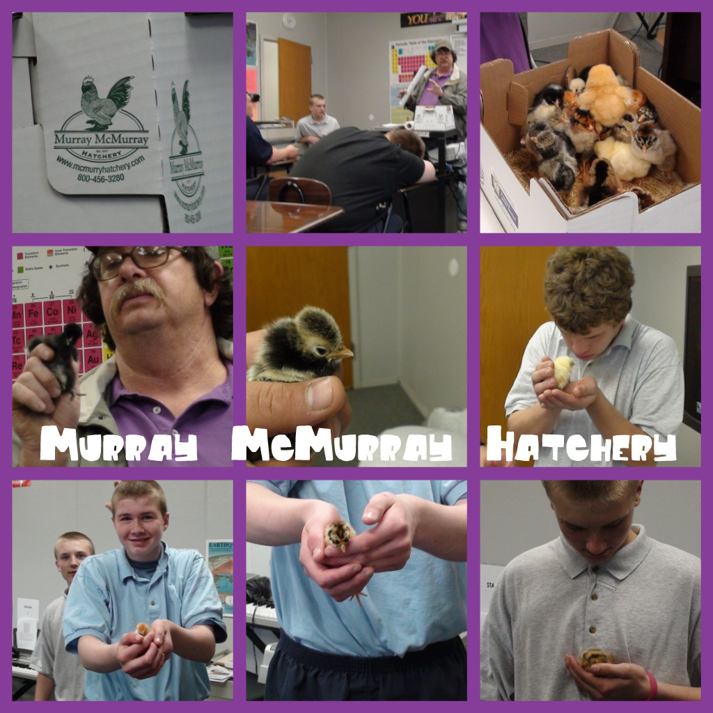 Murray McMurray Hatchery from Webster City presented to the middle school ... Murray McMurray Hatchery from Webster City presented to the middle school ...