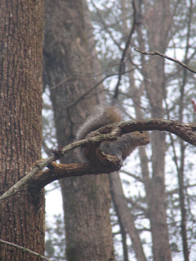 [tree_and_squirrel.JPG]