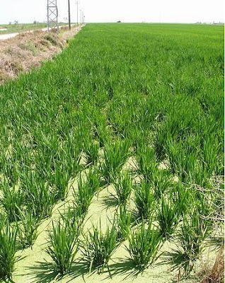 Fotos de la A la Z Cultivo+de+arroz