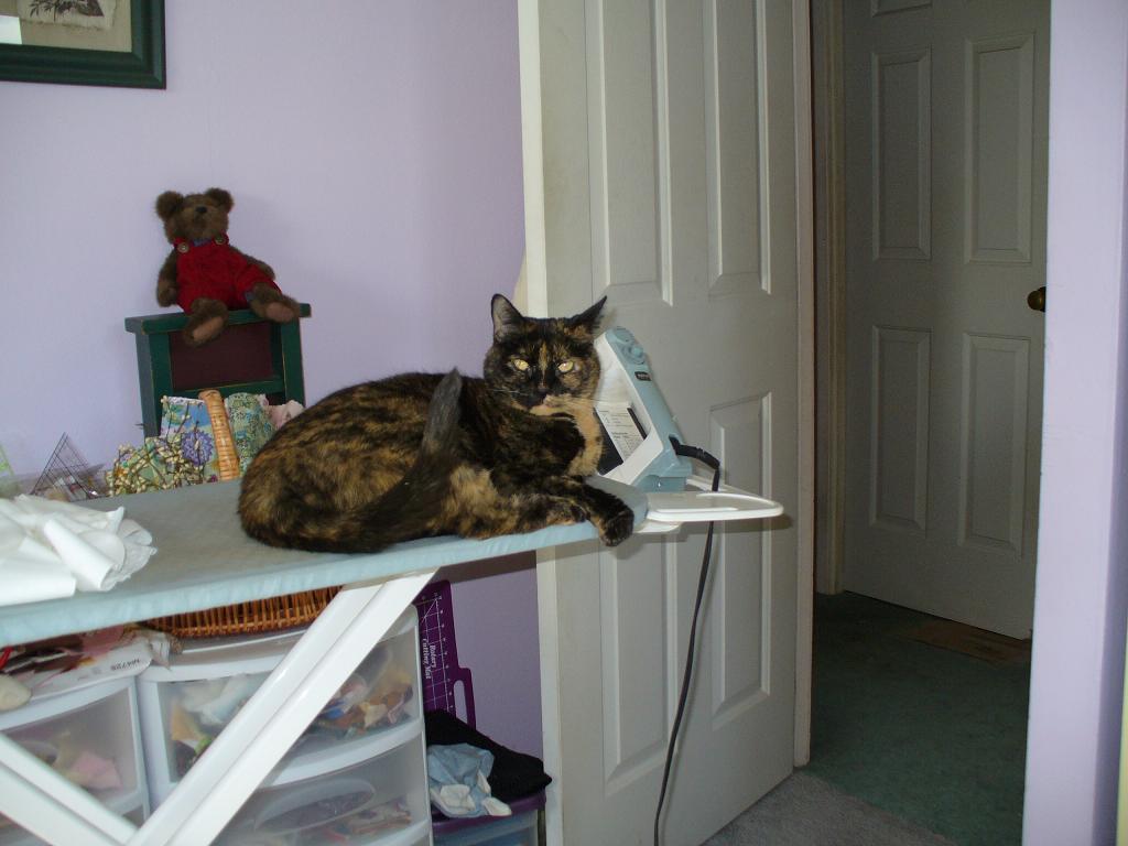 [Piwacket+Ironing.JPG]