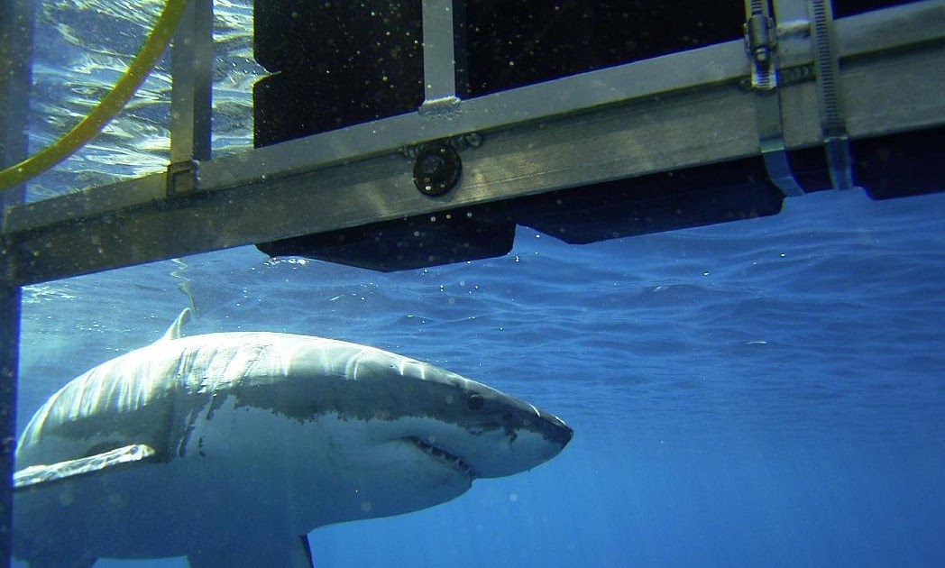 The Daily Hype ANIMALHYPE Plexiglass Shark Cage