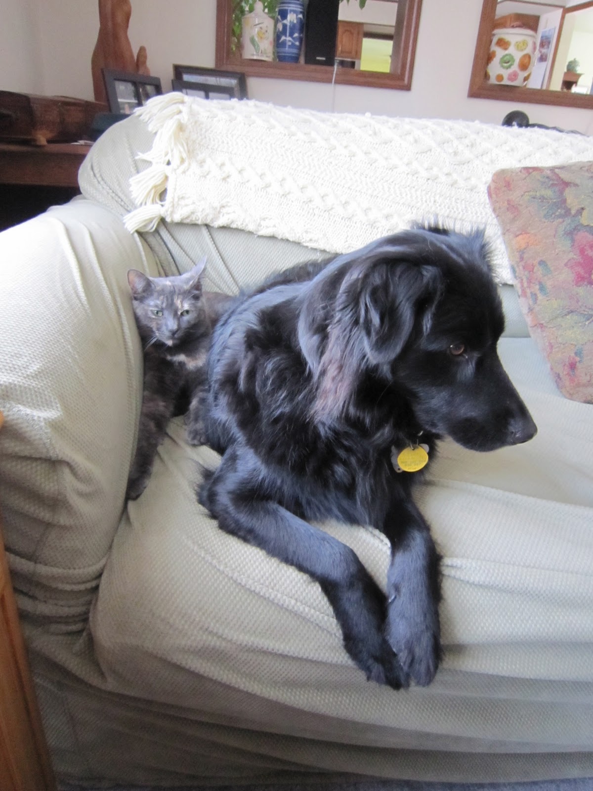 Dogs Don T Like Sharing Space On Couch Dogs Don T Like Sharing Space On Couch