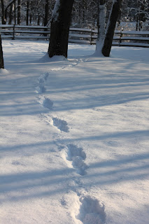 What the Snow Reveals What the Snow Reveals