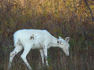 White Deer of Seneca Army Depot White Deer of Seneca Army Depot