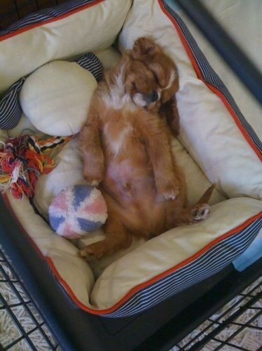 [nottheshithound.jpg]