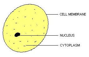 Human Cheek Cell