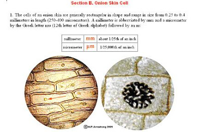 Cikgu Naza: [Biology Form 4] Animal Cell & Plant Cell onion cell diagram labeled vaculoe 