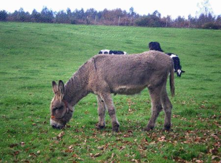 [ene09burrolobo02.jpg]