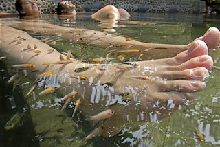 Resep Masakan: Mujair