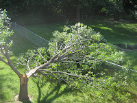 The tree attempts to move to the neighbor's yard