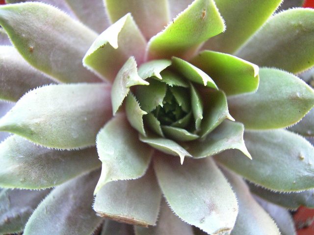 [hens_chicks1.JPG]