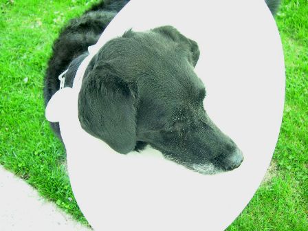 [conehead.JPG]