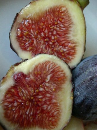 [figs.JPG]