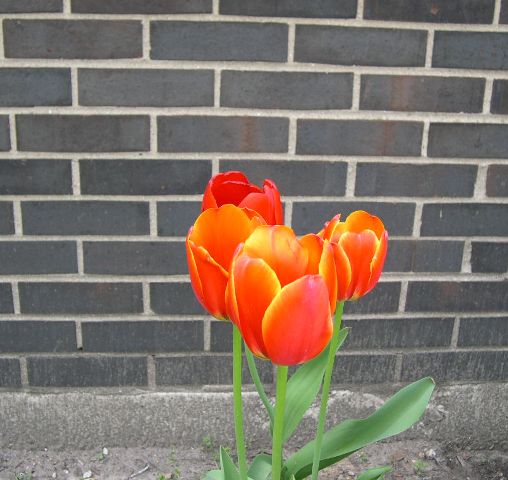 [tulips_brick.JPG]