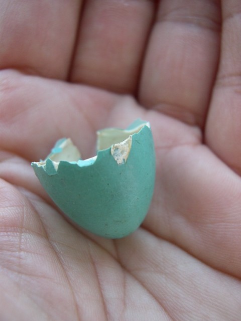 [birdsegg_robin.JPG]