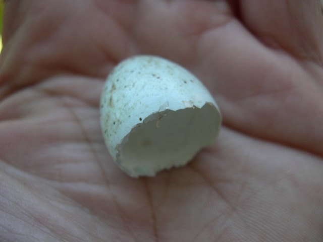 [birdsegg2.JPG]