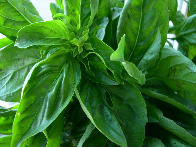 [basil2.JPG]