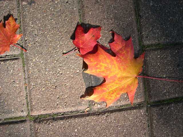 [fall+leaves.JPG]