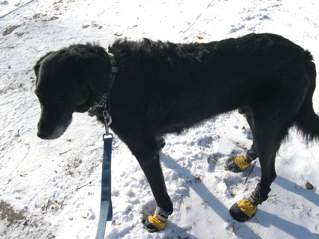 [Atticus+muttluks.JPG]