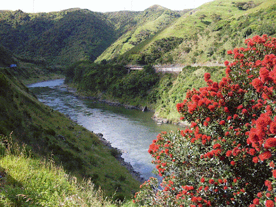 Flowering Pohutukawa tree in the Manawatu Gorge, New Zealand