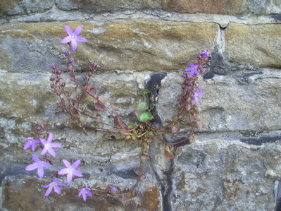 [Lanscaster+013.jpg]