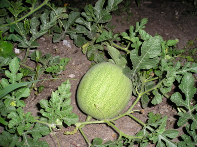 [melon.jpg]
