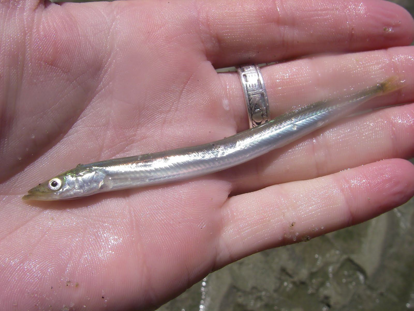 Sand eels as bait Saltwater Fishing Discussion Board Including