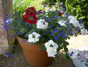 [4th+of+july+flowers]
