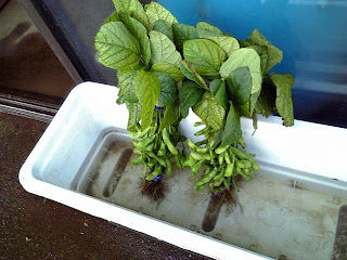 fresh edamame