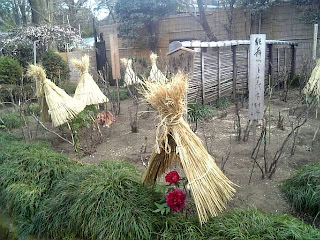 peony garden