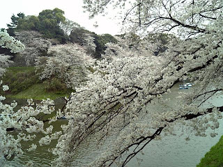 cherry blossoms at chidorigafuchi