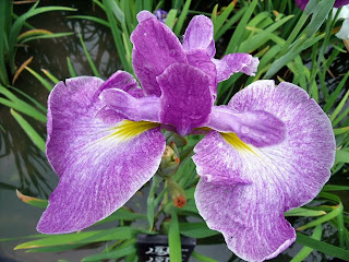hanashobu iris in horikiri iris garden