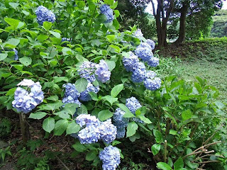 hydrangea in hama-rikyu gardens