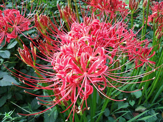 higanbana (red spider lily)