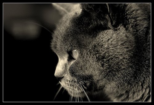 [chartreux.jpg]